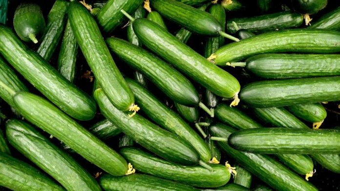 Cucumbers,Top,View,,Greenhouse,Cucumbers,,Long,Cucumbers,,Vegetables,Harvest,,Food