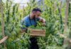 A man carefully harvesting cannabis plants in a greenhouse