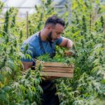 Supply Disaster: New York’s Cannabis Market Stumbles A man carefully harvesting cannabis plants in a greenhouse