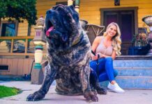 THE OLDEST DOG IN THE WORLD - THE MOLOSSUS DOG