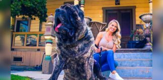 THE OLDEST DOG IN THE WORLD - THE MOLOSSUS DOG