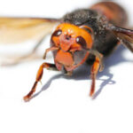 Close-up of a hornet showcasing its detailed features