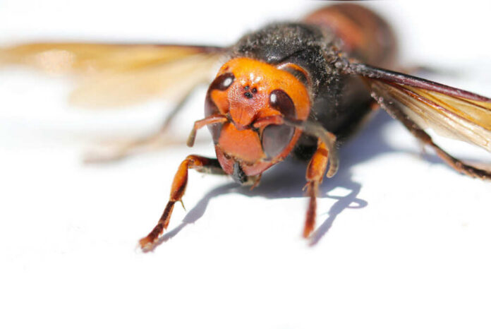 Close-up of a hornet showcasing its detailed features