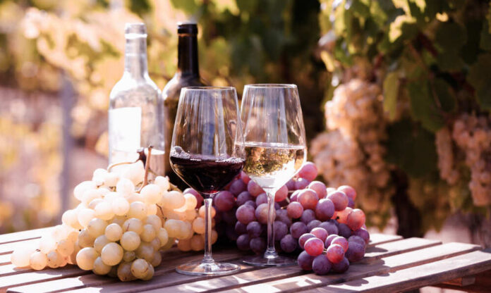 Two glasses of wine beside fresh grapes in a vineyard