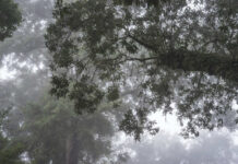 Australia’s ‘Zombie Tree’ Faces Wild Extinction Threat Misty forest with tree branches and green foliage in a foggy atmosphere