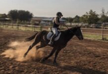 Teen Girl Suspected In Horse Stabbings Teenage girl charged in stabbing of horses at Las Vegas barrel racing event