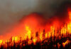 Wildfire CHAOS: Miami Suburbs in Flames Intense wildfire engulfing a forest with flames and smoke