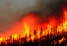 Intense wildfire engulfing a forest with flames and smoke