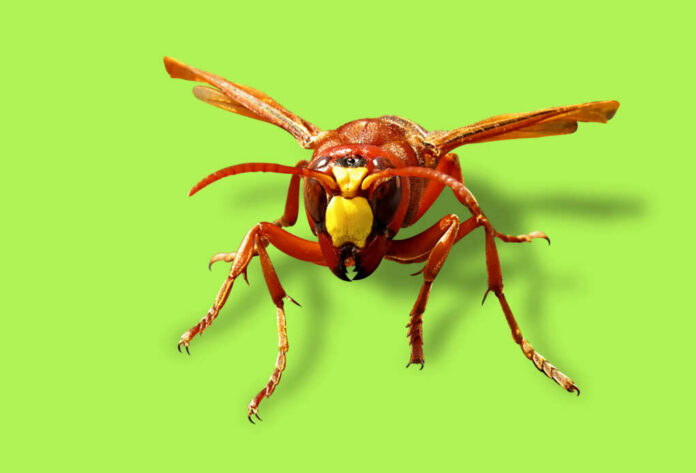 Close-up of a wasp against a bright green background