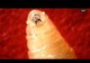 Border Parasite Invades Texas Herds USDA confirms case of New World Screwworm in South Texas