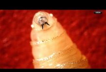 Border Parasite Invades Texas Herds USDA confirms case of New World Screwworm in South Texas