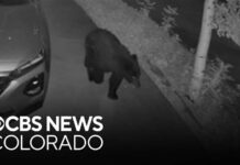 Drought Drives Bears To Doorsteps Bear sightings double since last year as Colorado drought, wildfires cause food and water shortages