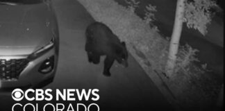 Bear sightings double since last year as Colorado drought, wildfires cause food and water shortages