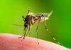 Invasive Mosquitoes Hit London Homes Mosquito feeding on human skin