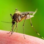 Mosquito feeding on human skin