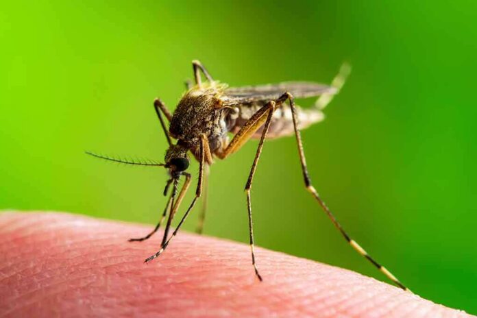 shutterstock_1396406867 Mosquito feeding on human skin