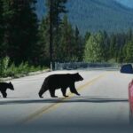 Drought Drives Bears To Doorsteps Bear with two cubs crossing a mountain road near a red car